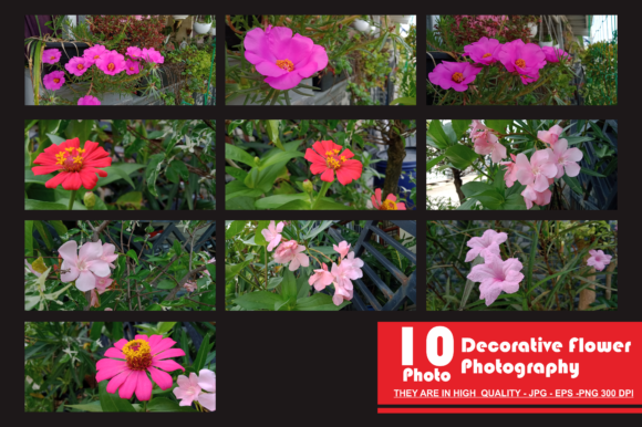 Set of Decorative Flower Photography